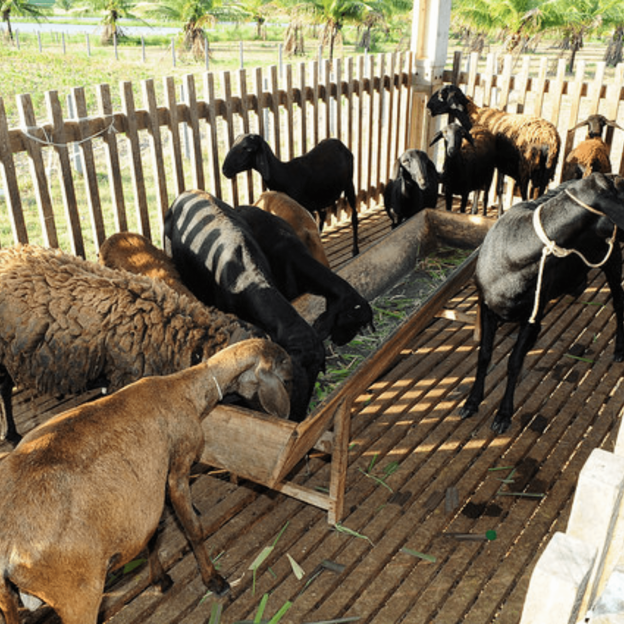 manejo sanitário